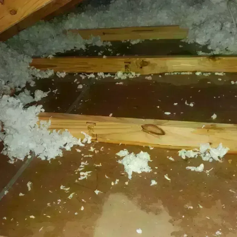 Attic Water Damage in Melrose Park, FL